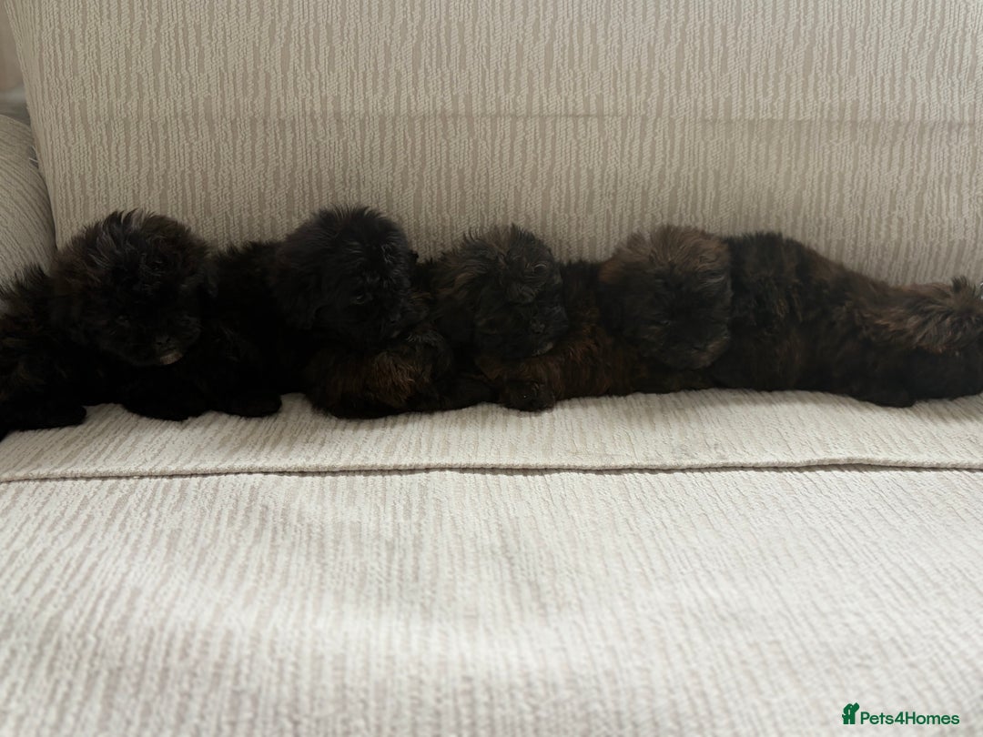 Mixed Breed dogs for sale: Shih-Poo or Shoodle - Image 3