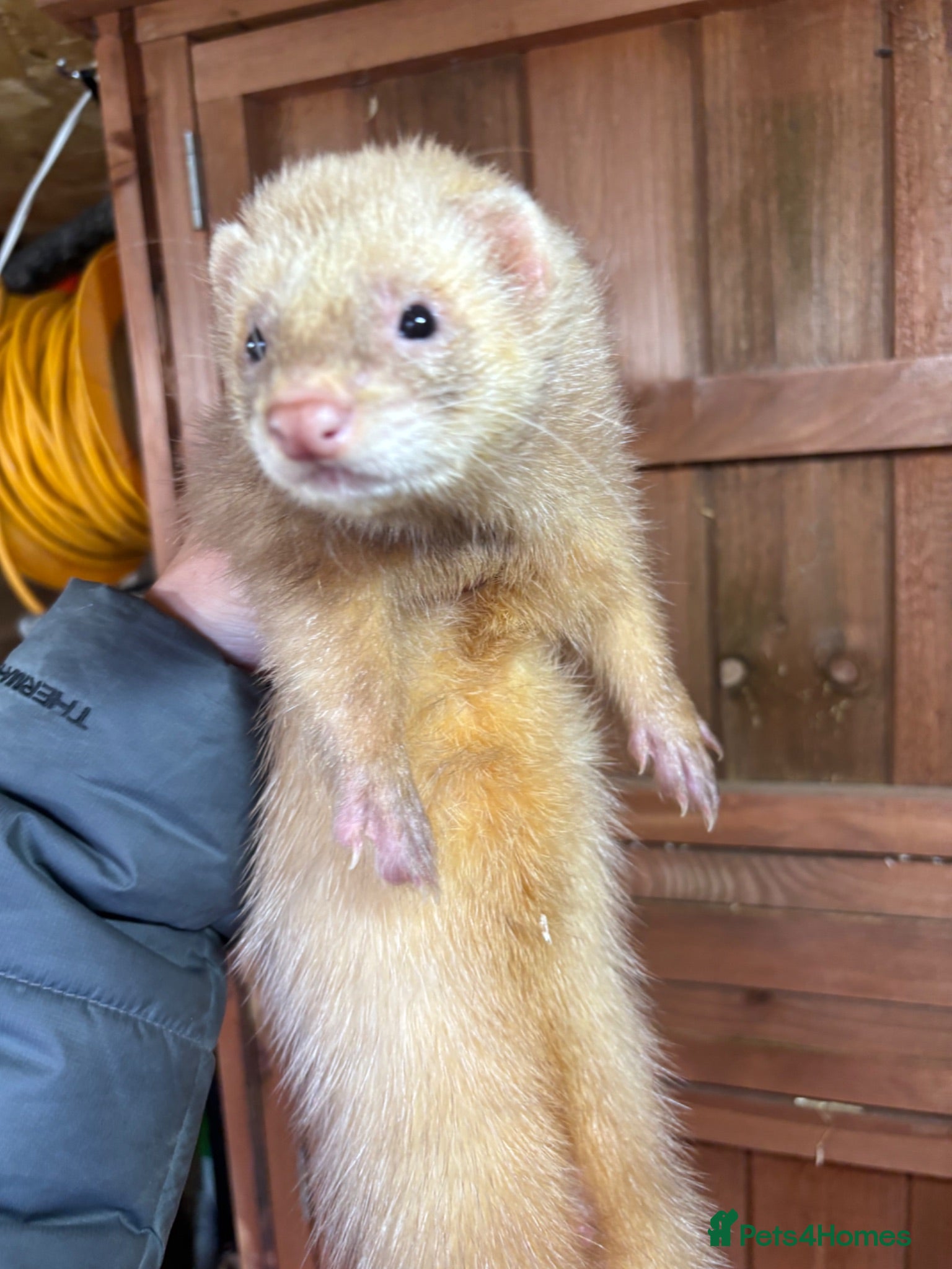 Ferret rodents Ferrets one male one female  - Advert 5