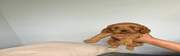 Cavapoo dogs for sale: Cavapoo puppies - Advert 5