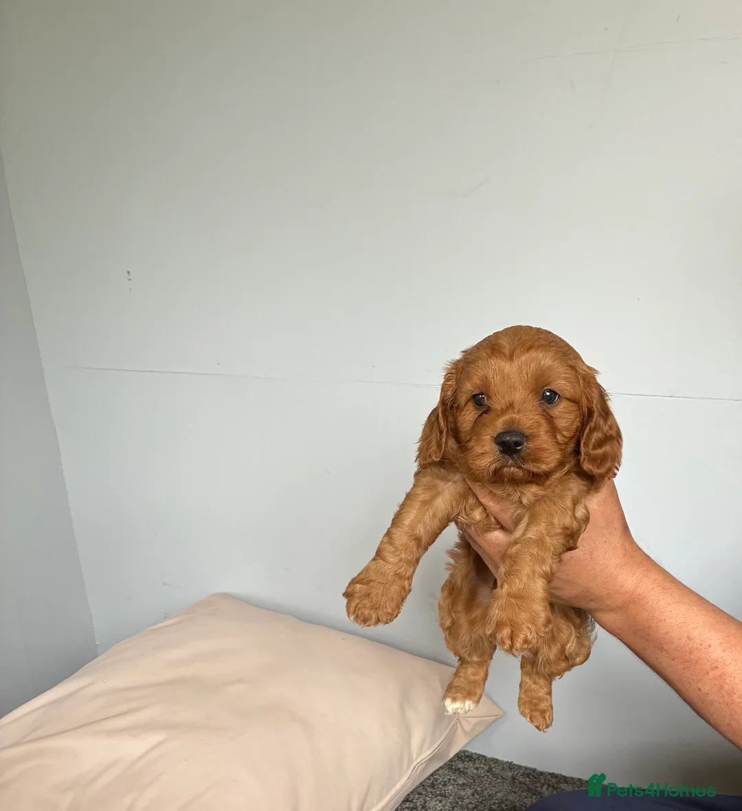 Cavapoo dogs for sale: Cavapoo puppies - Advert 5