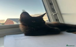 Maine Coon cats for sale: Very good price - Image 7