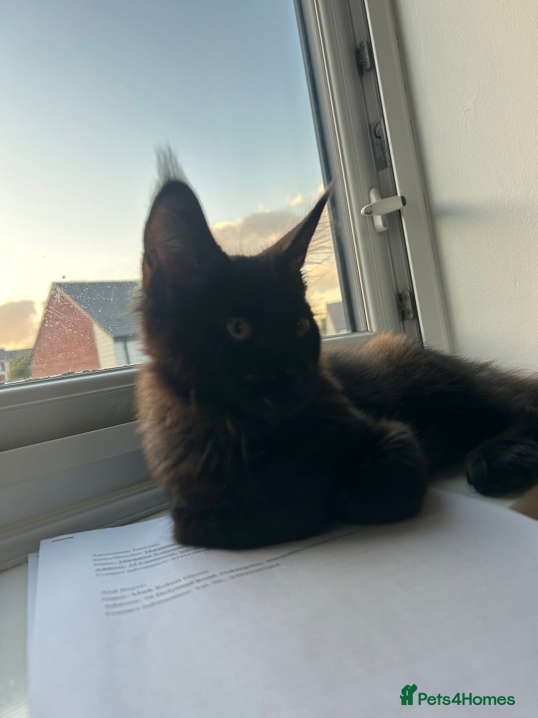 Maine Coon cats for sale: Very good price - Image 7