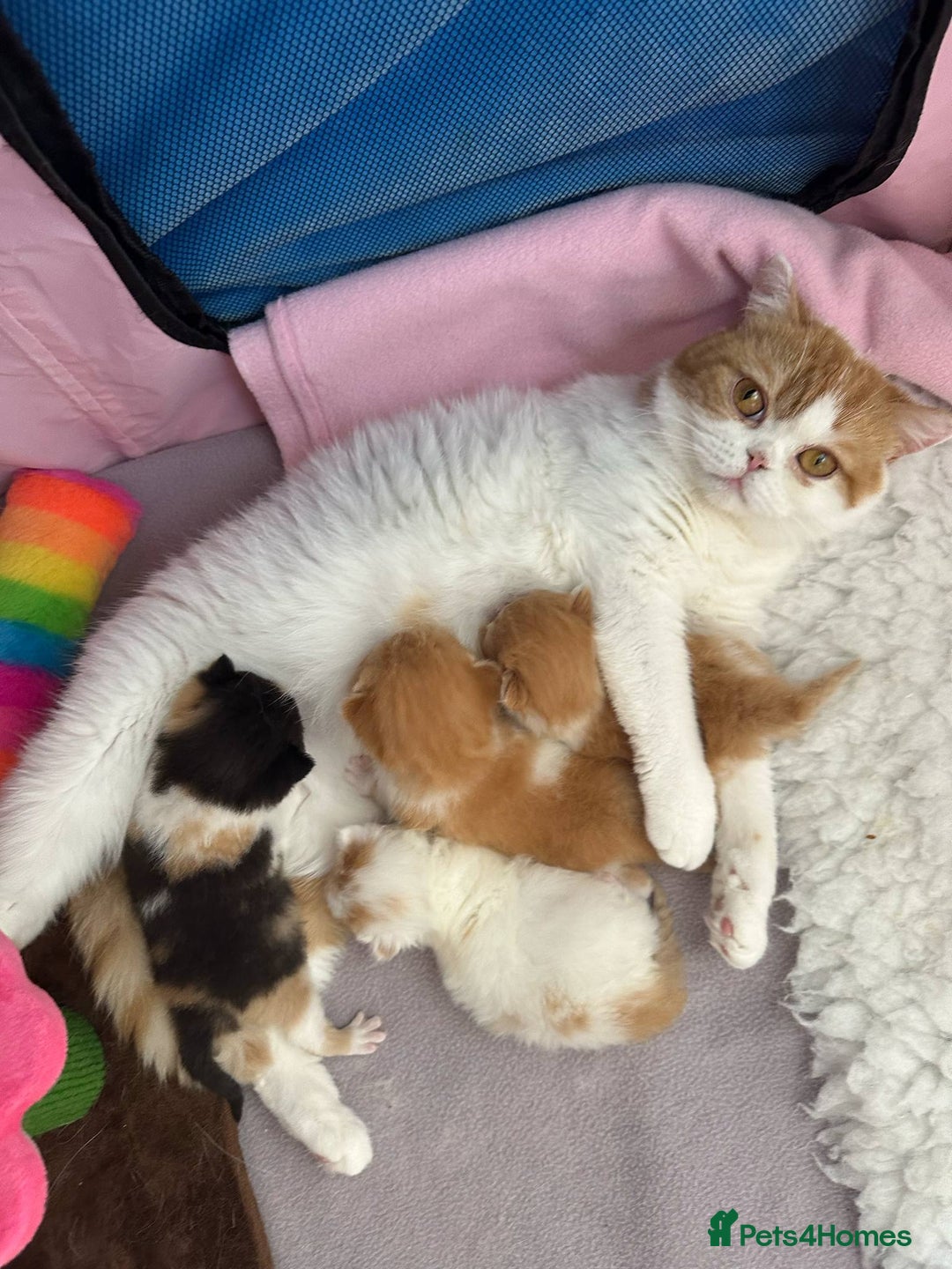 British Shorthair cats for sale: British Shorthair Pedigree Kittens - Image 17