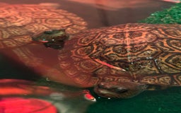 Turtle reptiles for sale: 2 painted wood turtles for sale - Image 2