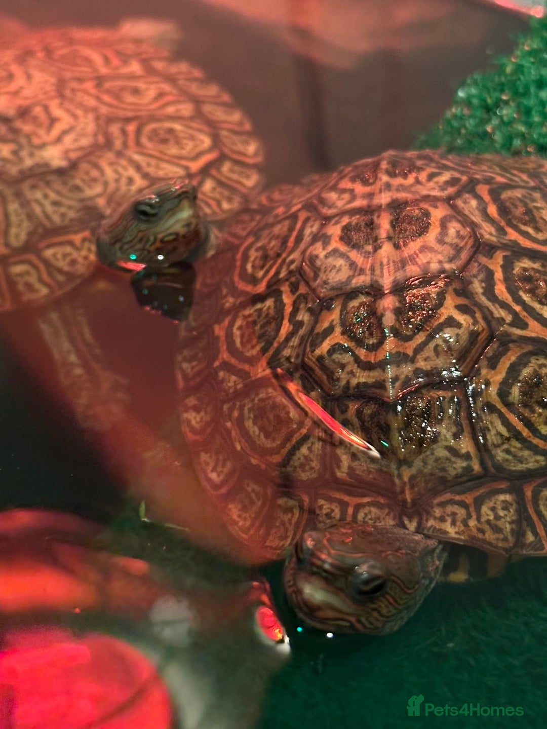 Turtle reptiles for sale: 2 painted wood turtles for sale - Image 2