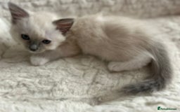 Ragdoll cats for sale: 5 Pure Ragdoll kittens - All Females -Pickup Ready - Image 19