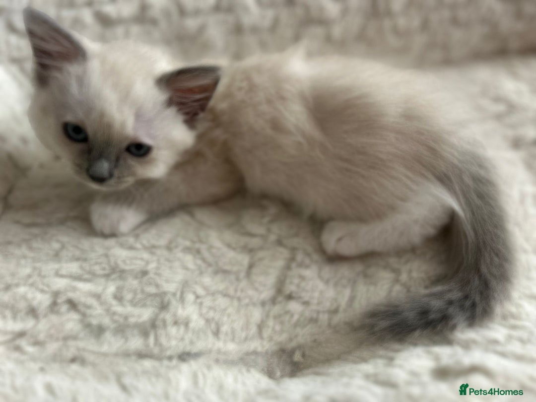Ragdoll cats for sale: 5 Pure Ragdoll kittens - All Females -Pickup Ready - Image 19