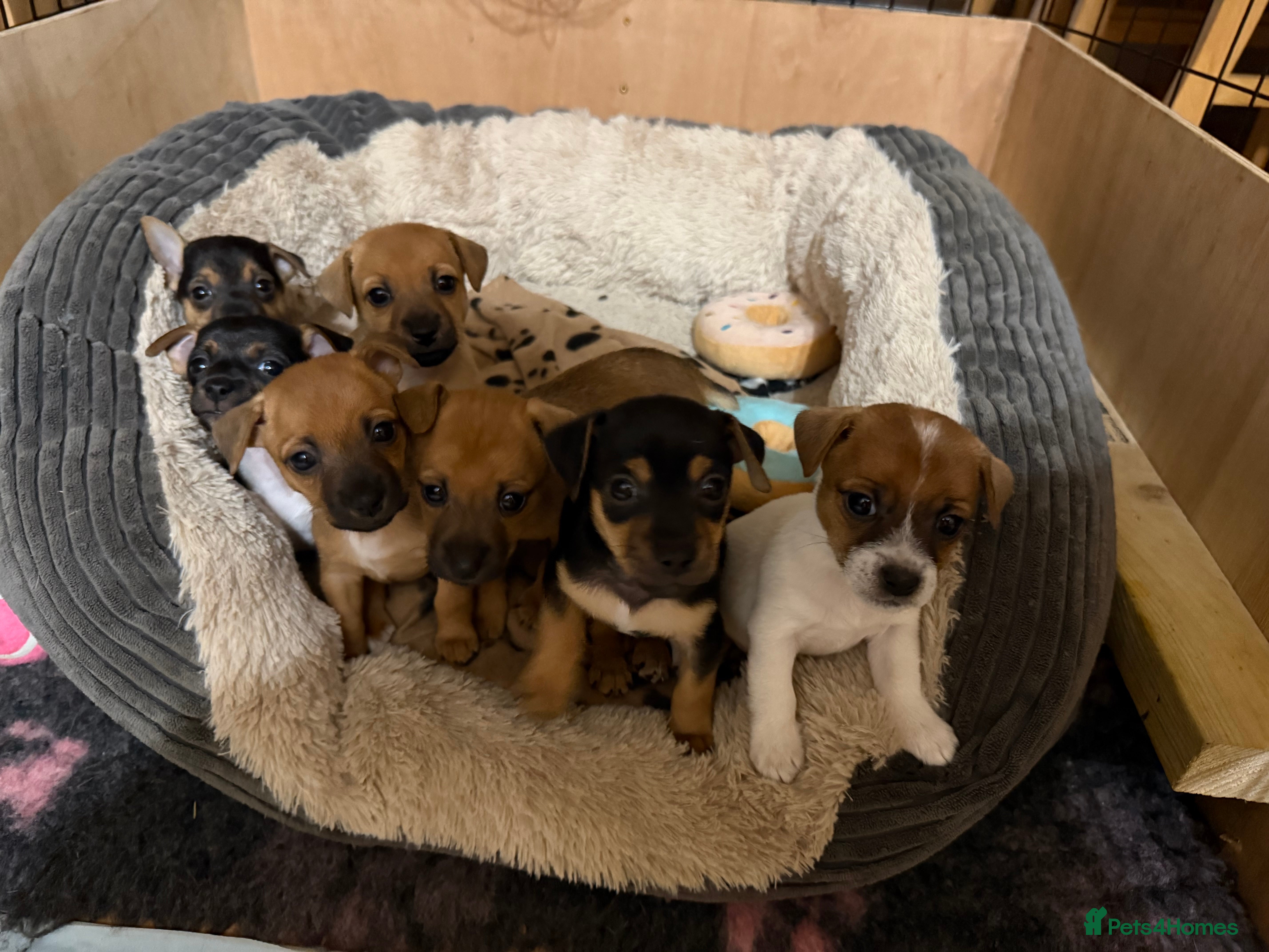 Jack Russell dogs Jack Russell Terrier puppies  - Advert 11