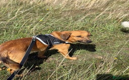 Mixed Breed dogs for adoption: Cute Marshall looking for LOVE - Image 10