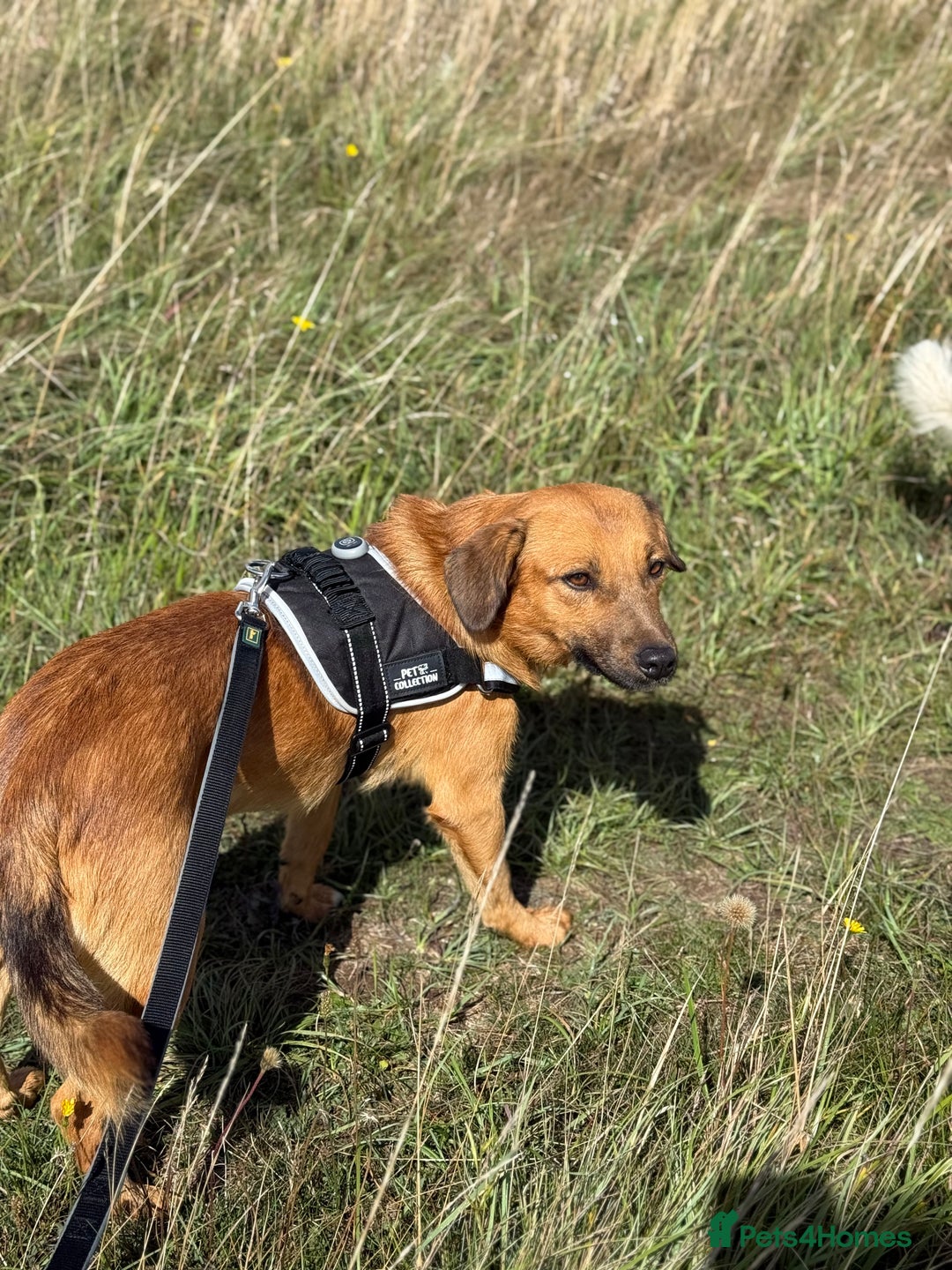 Mixed Breed dogs for adoption: Cute Marshall looking for LOVE - Image 10