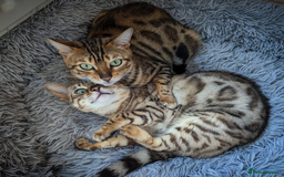 Bengal cats for sale: 🖤🤎🧡🤍Bengal sisters🤍🧡🤎🖤 - Image 15