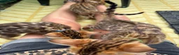 Bengal cats for sale: Beautiful 😻 Bengal Kittens ❤️ - Advert 7