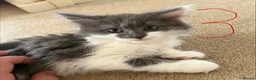 Mixed Breed cats for sale: Absolutely beautiful kittens, bengal crossbred - Advert 8