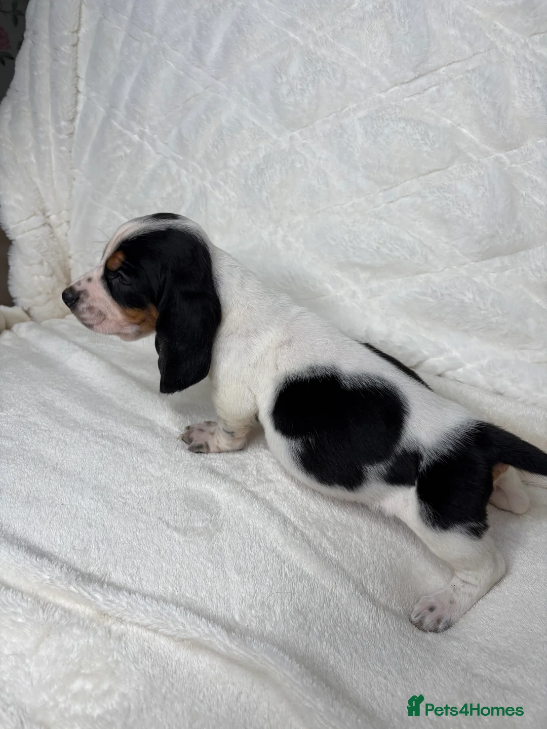 Basset Hound dogs for sale: Hungarian bloodlines 1 girl/1 boy left  - Advert 5