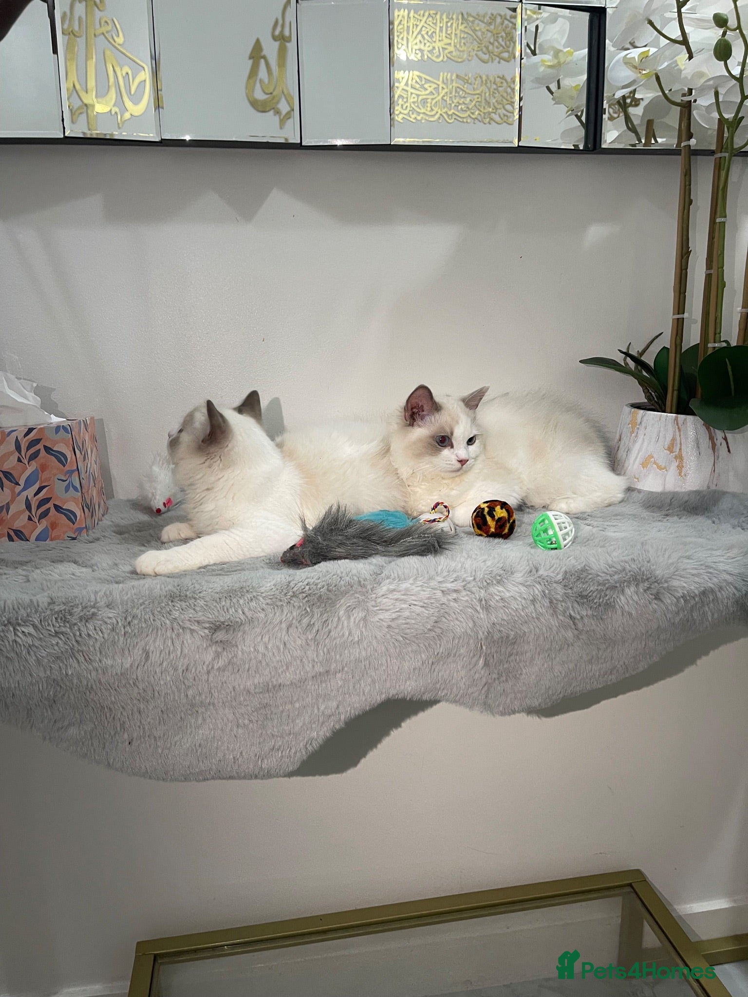 Ragdoll cats Tica registeredChampion breed Ragdoll kittens - Advert 1