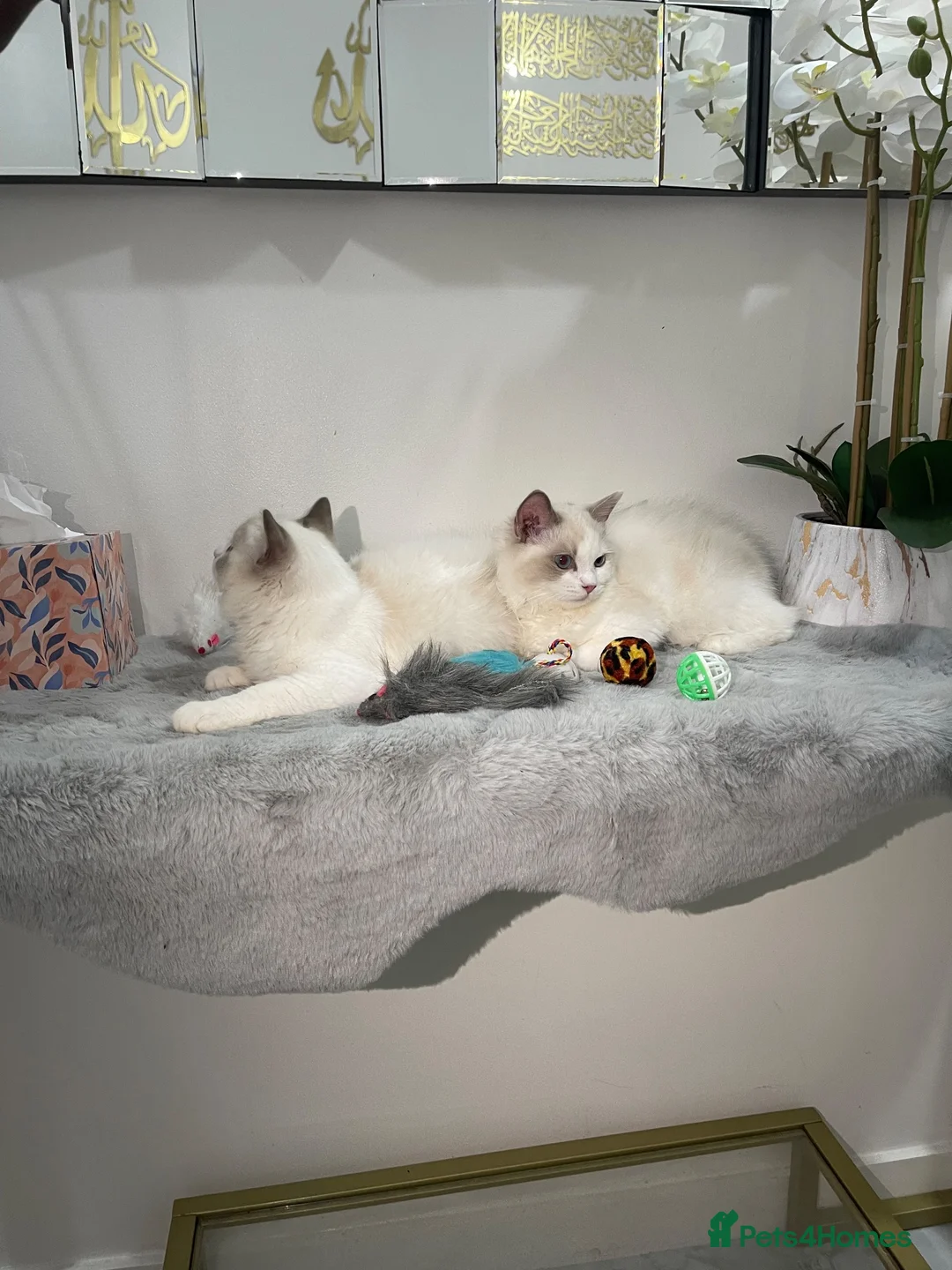 Ragdoll cats for sale: Tica registeredChampion breed Ragdoll kittens - Advert 1