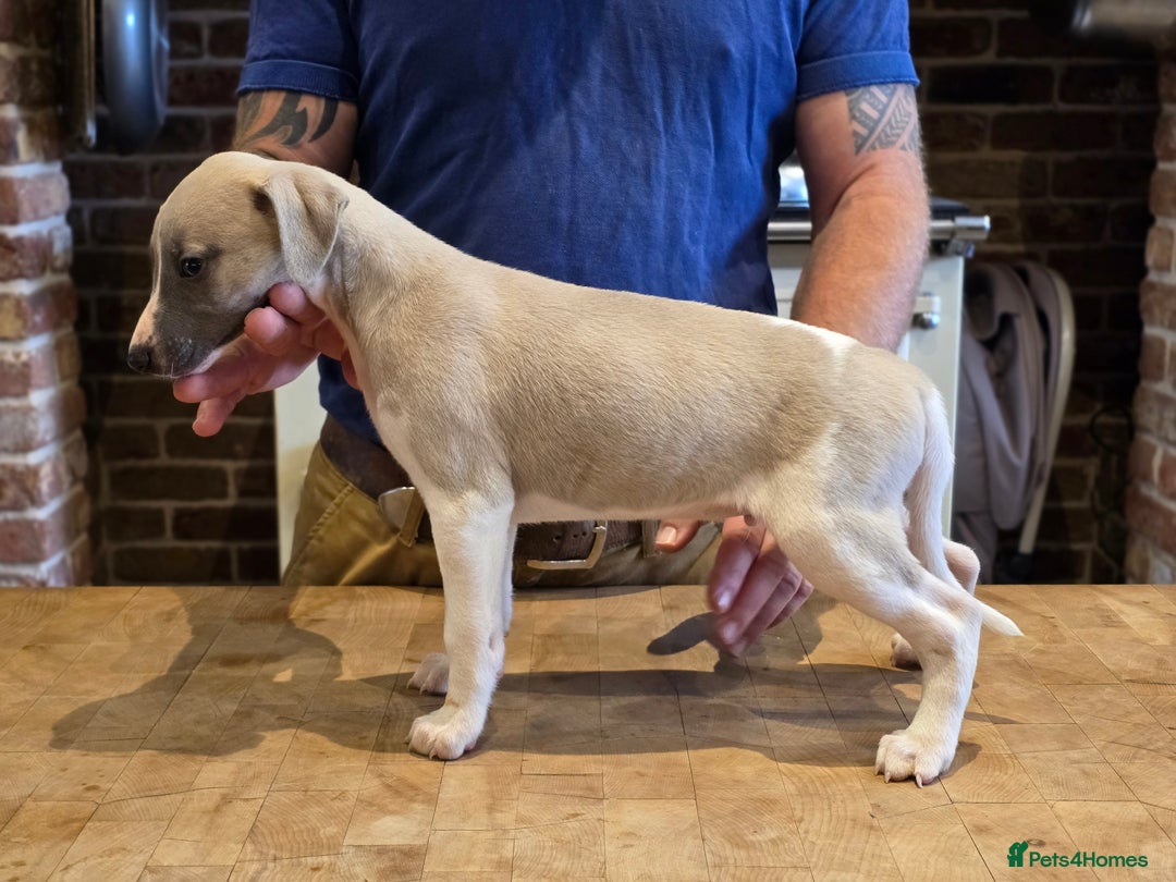 Whippet dogs for sale: Kc reg whippet litter.  male & female available - Image 32