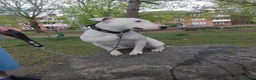 Mixed Breed dogs for sale: Ivy 10 month old English bull terrier cross  in Cambridge - Advert 3