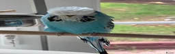 Budgerigars birds for sale: Stunning Super Tame Male Exhibition Budgie - Advert 7