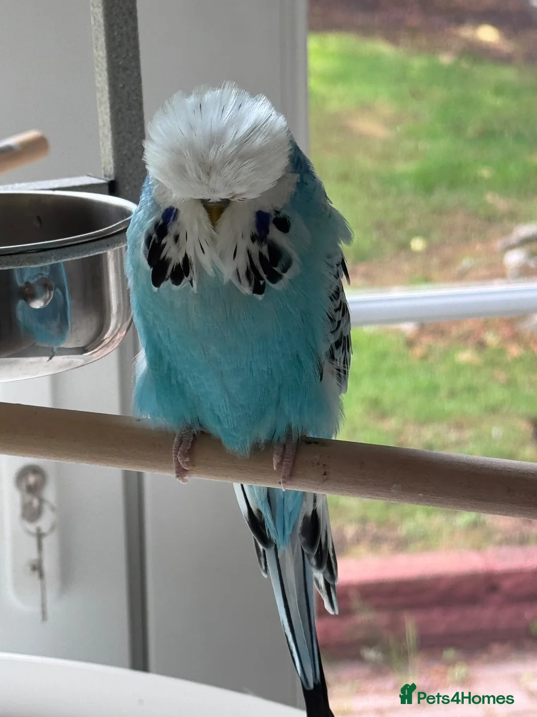 Budgerigars birds for sale: Stunning Super Tame Male Exhibition Budgie - Advert 7