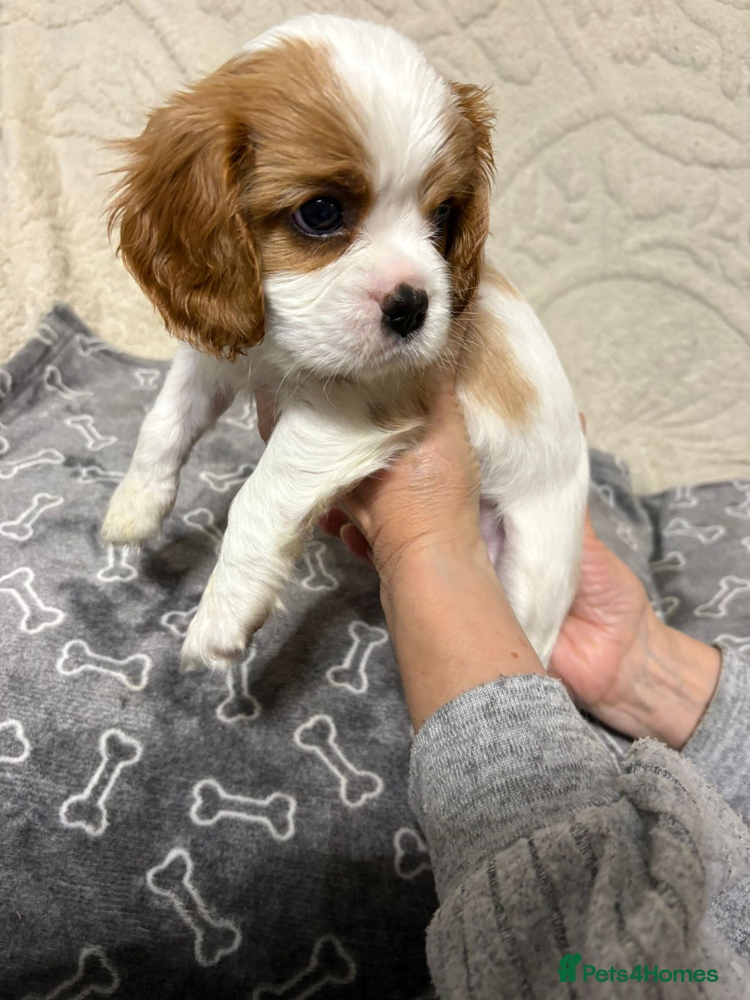 Cavalier King Charles Spaniel dogs for sale: Beautiful Blenheim King Charles spaniel pups    - Advert 38