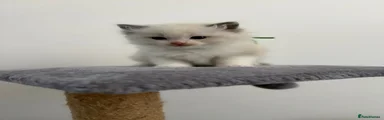 Ragdoll 1