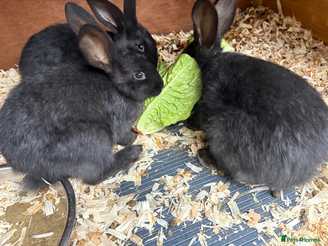 Mixed Breed rabbits for sale: Continental giant x  - Advert 2