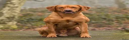 Labrador Retriever dogs for sale: 9 stunning Labrador puppies for sale  - Advert 2