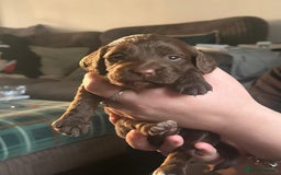 Cocker Spaniel dogs for sale: Cocker spaniel puppies  - Advert 3