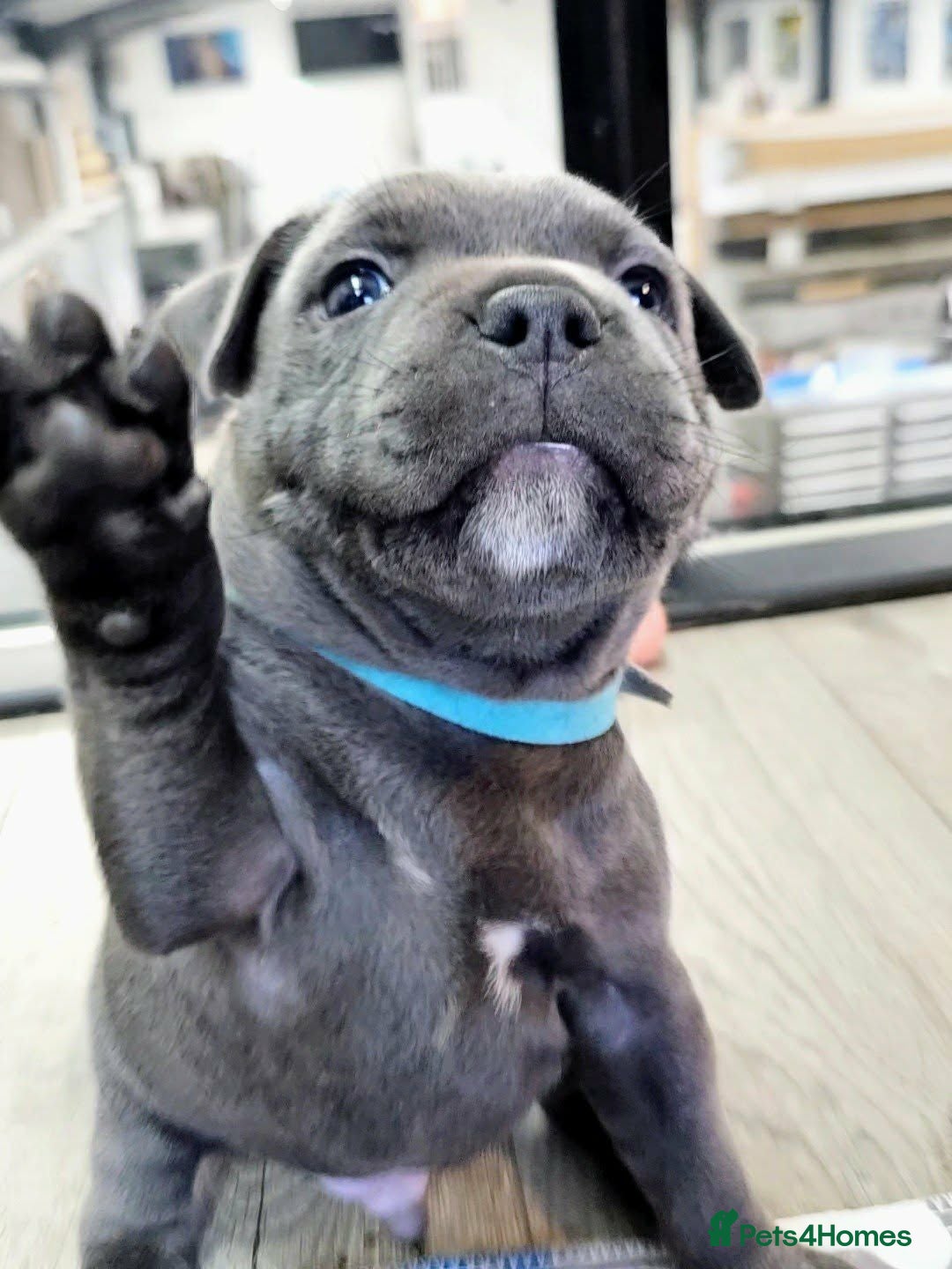 Staffordshire Bull Terrier dogs Beautiful KC Blue Staffordshire Bull Terrier Pups - Advert 2