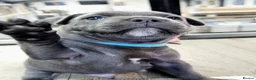 Staffordshire Bull Terrier dogs for sale: Beautiful KC Blue Staffordshire Bull Terrier Pups - Advert 2