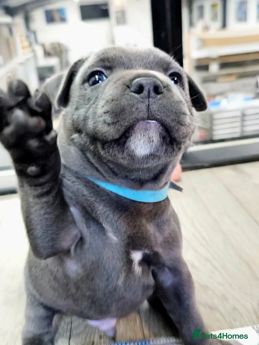 Staffordshire Bull Terrier dogs for sale: Beautiful KC Blue Staffordshire Bull Terrier Pups - Advert 2