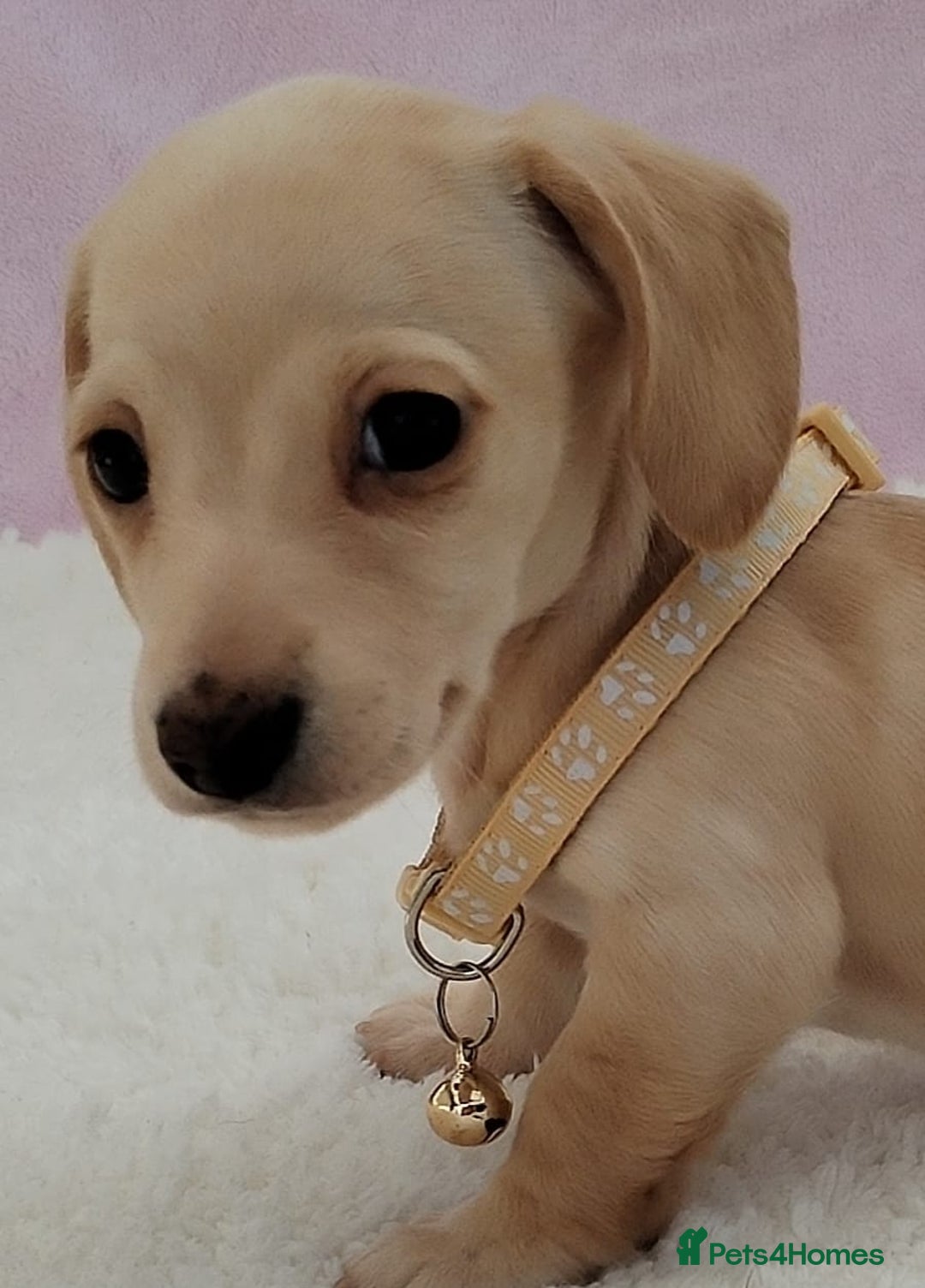 Miniature Dachshund dogs for sale: MINI DACHSHUND CREAM PRA CLEAR - Image 7