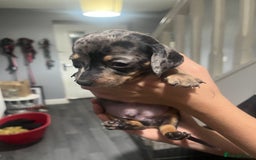 Dachshund dogs for sale: Beautiful litter of dachshund babies  - Image 8
