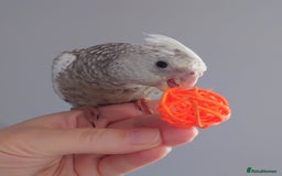 Cockatiels birds for sale: Hand reared silly tame DNA sexed baby cockatiels  - Image 6