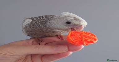 Cockatiels birds - Advert 3