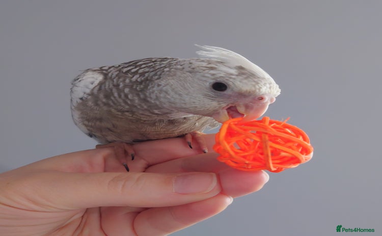Cockatiels birds - Advert 16