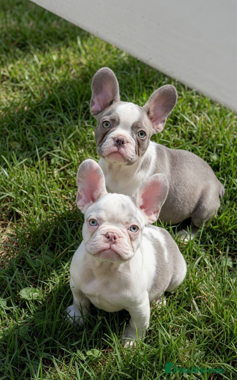 French Bulldog dogs 6x KC registered French Bulldogs - Advert 13
