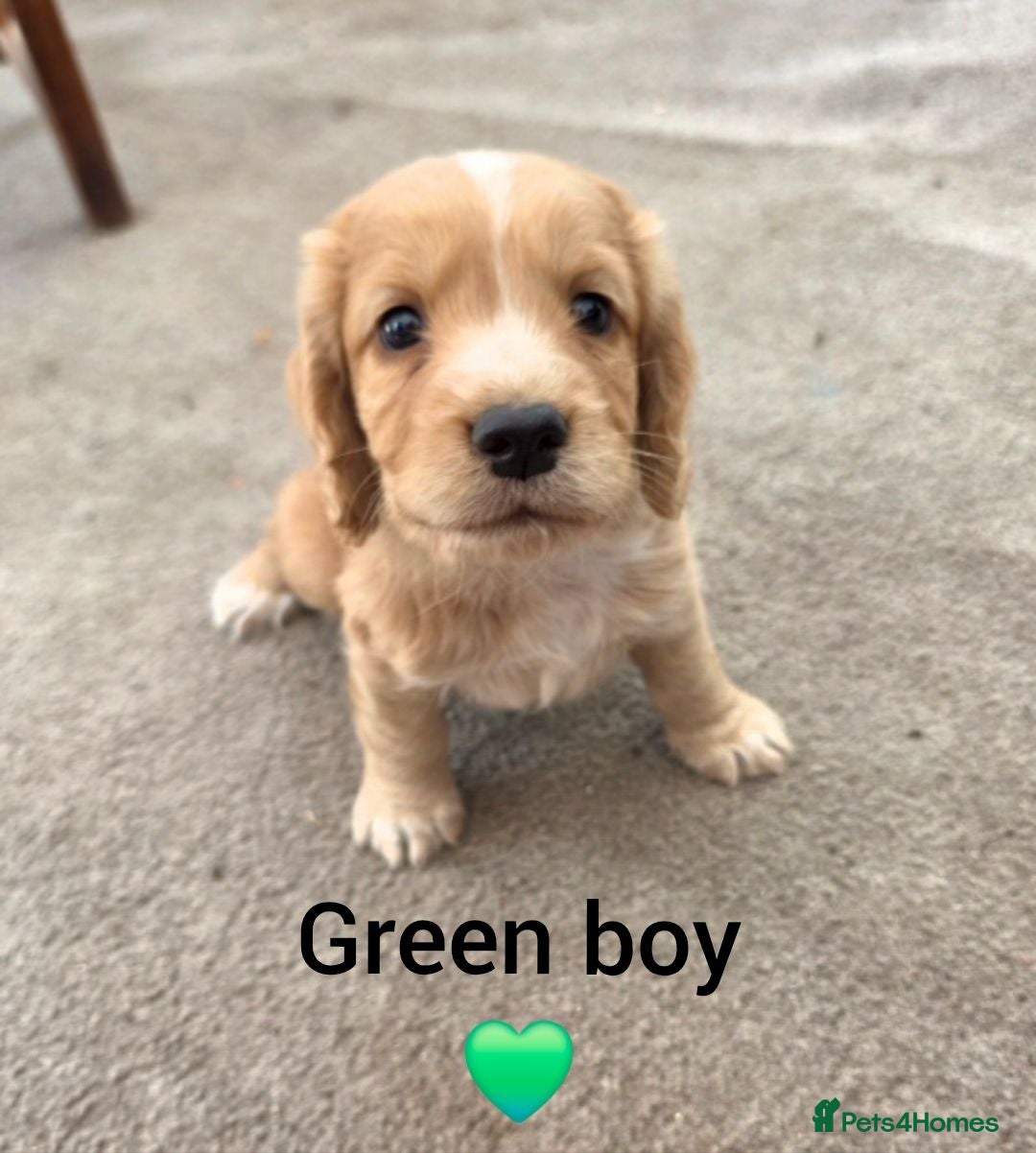 Cocker Spaniel dogs KC Reg health tested working cocker spaniels - Advert 1