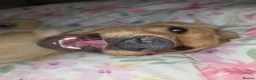 Golden Retriever dogs for sale: Golden retriever girl - Advert 6
