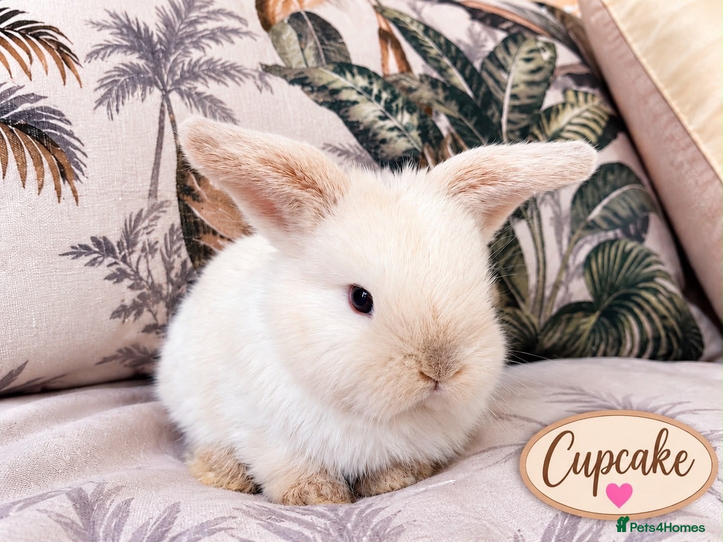 Mini Lop rabbits Cute Blue Mini Lop Babies  - Advert 2