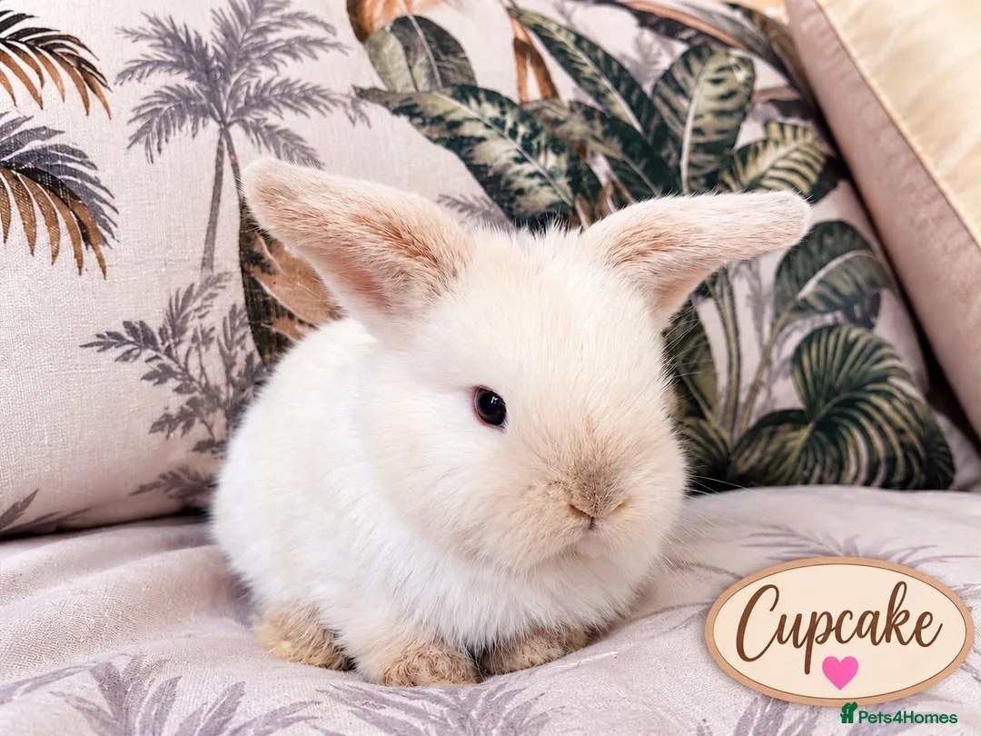Mini Lop rabbits for sale: Cute Blue Mini Lop Babies  - Advert 2