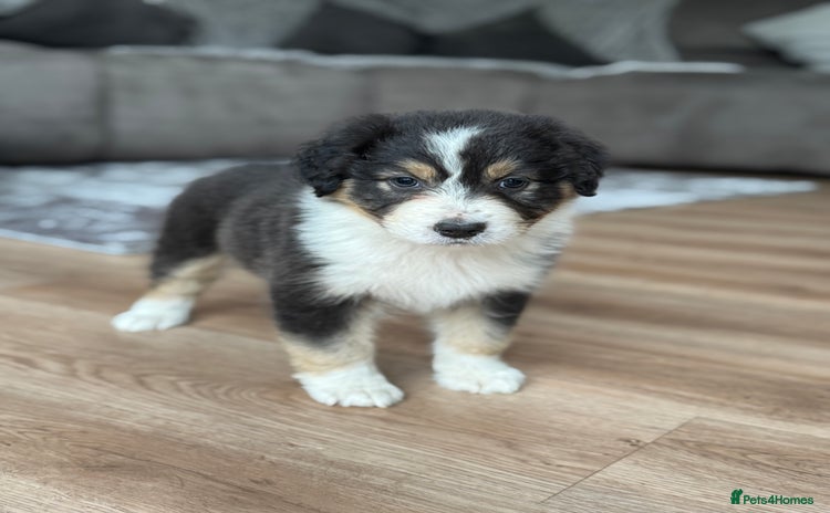 Australian Shepherd dogs - Advert 2