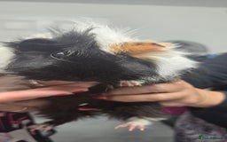 Guinea Pig rodents for sale: Loving long haired male guinea pigs with cages - Image 2