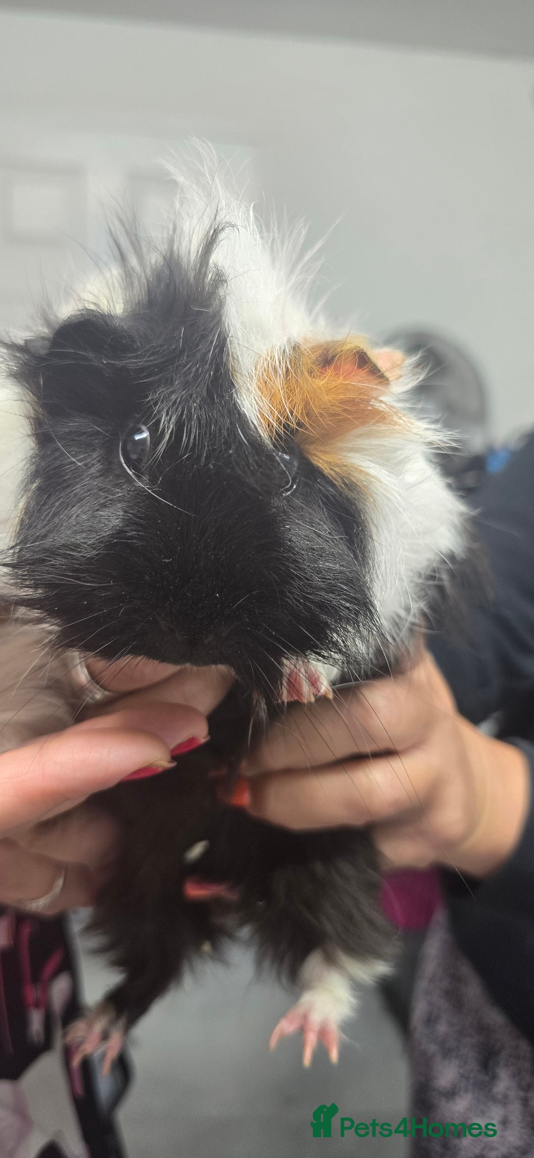 Guinea Pig rodents for sale: Loving long haired male guinea pigs with cages - Image 2
