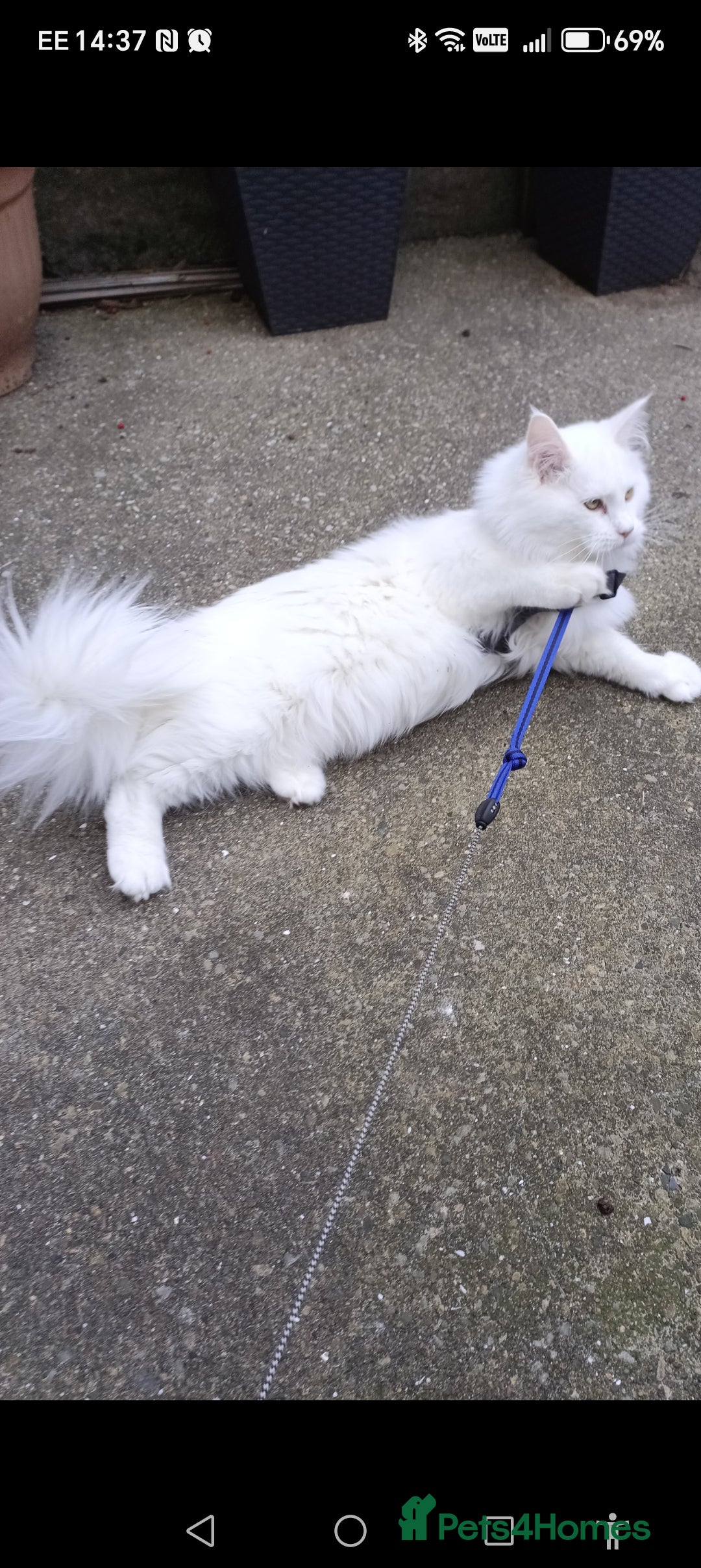 Maine Coon cats for sale: Maine coon kittens for sale  - Image 11