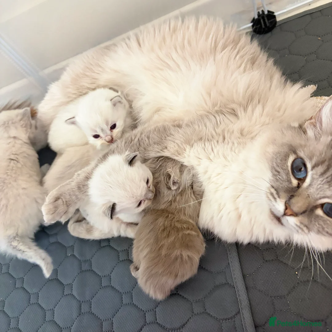 Ragdoll cats for sale: Stunning ragdollkittens  - Advert 2