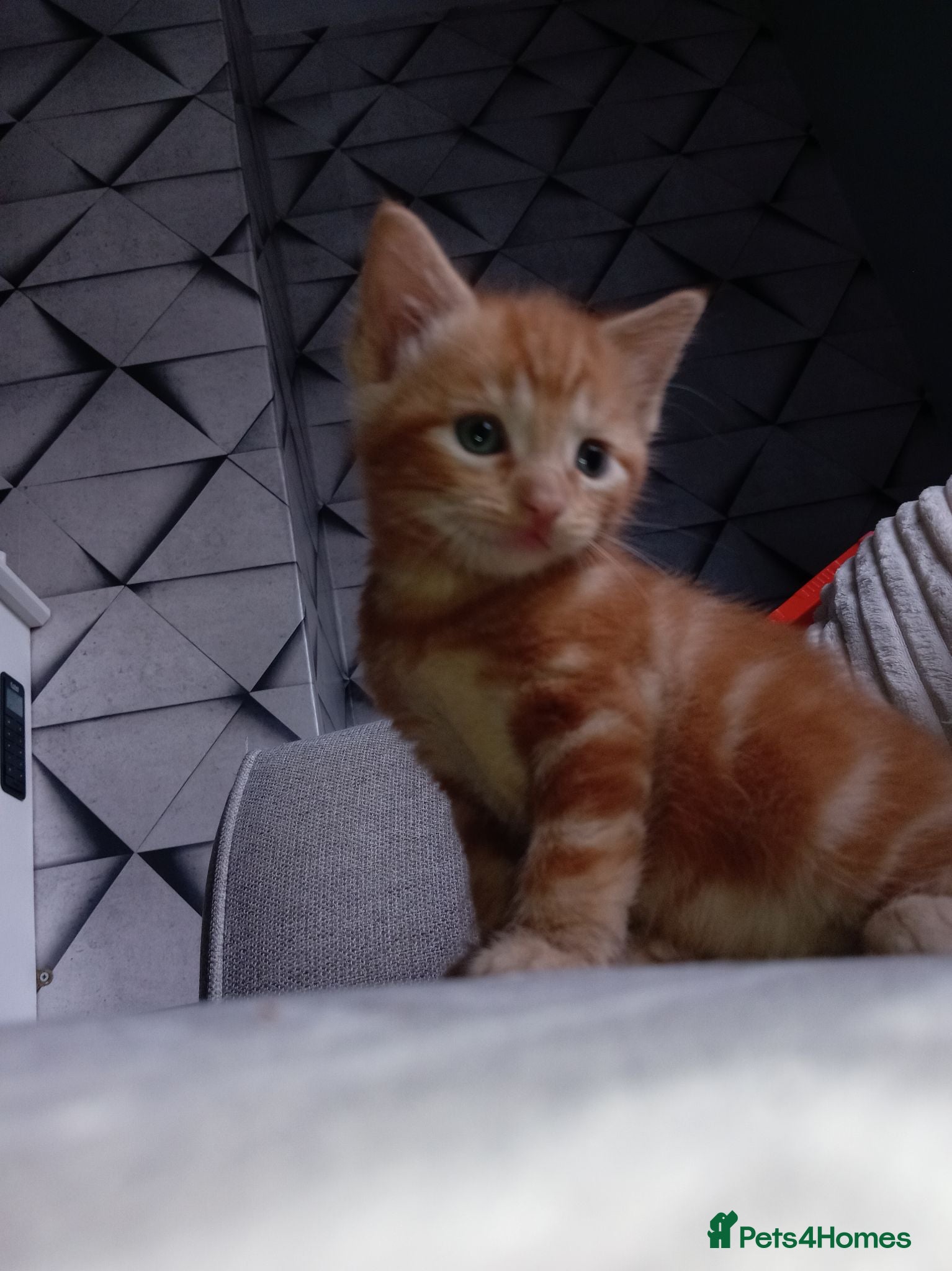 Mixed Breed cats Beautiful kittens for sale - Advert 2