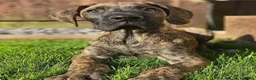 Great Dane dogs for sale: Only 1 girl left - Stunning Brindle Great Dane pup - Advert 27