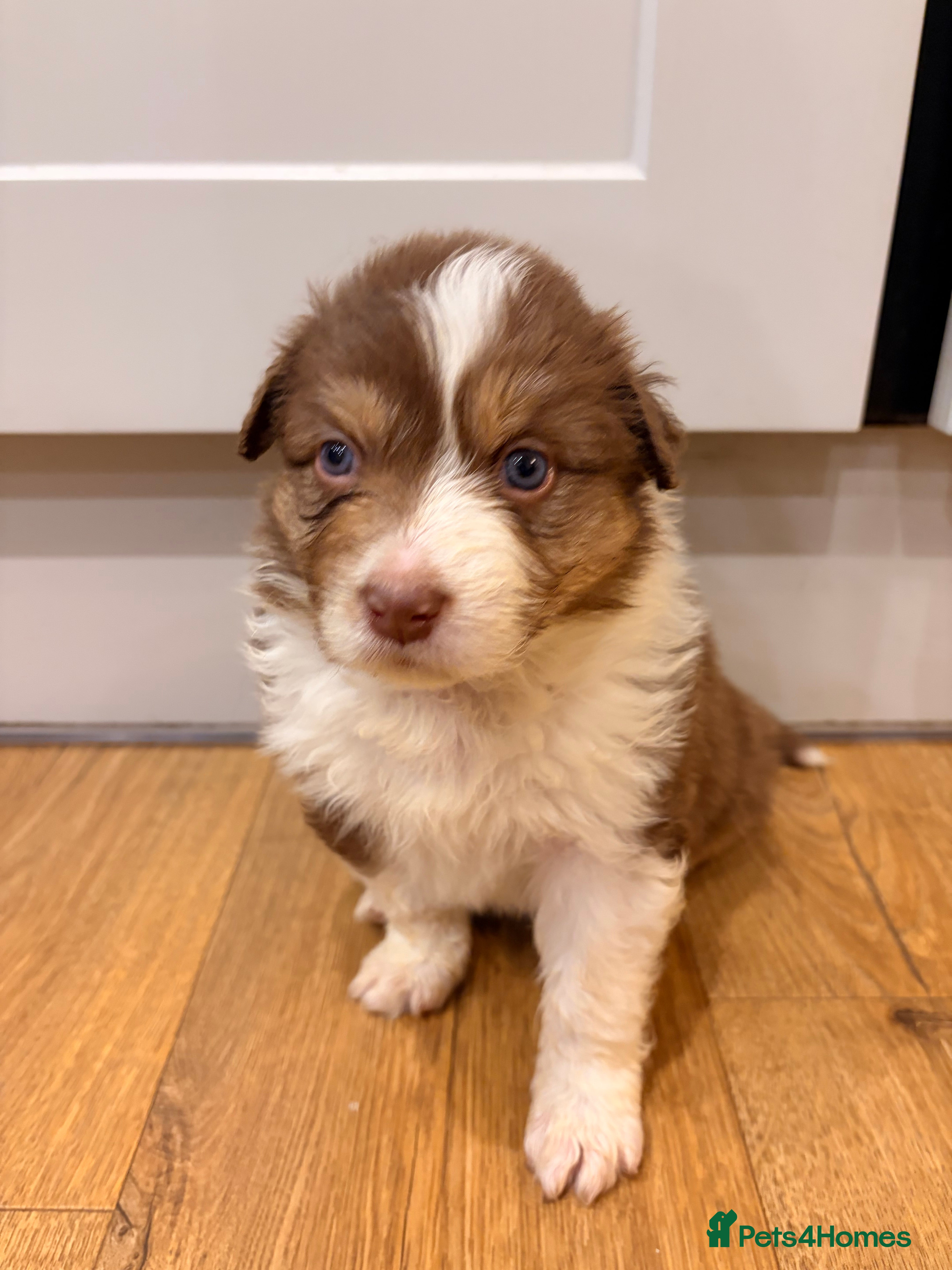 Australian Shepherd dogs Australian Shepherd litter Devon - Advert 1